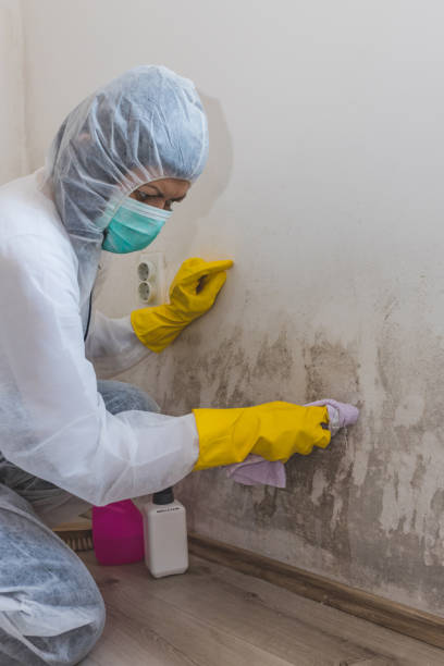 Best Black Mold Removal  in Dayton, OH